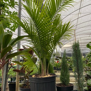 Majesty Palm, Ravenea Rivularis Live Indoor Plant image 2