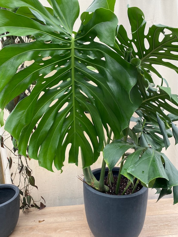 Large Monstera Deliciosa, Swiss Cheese Live Tropical Plant. - Etsy