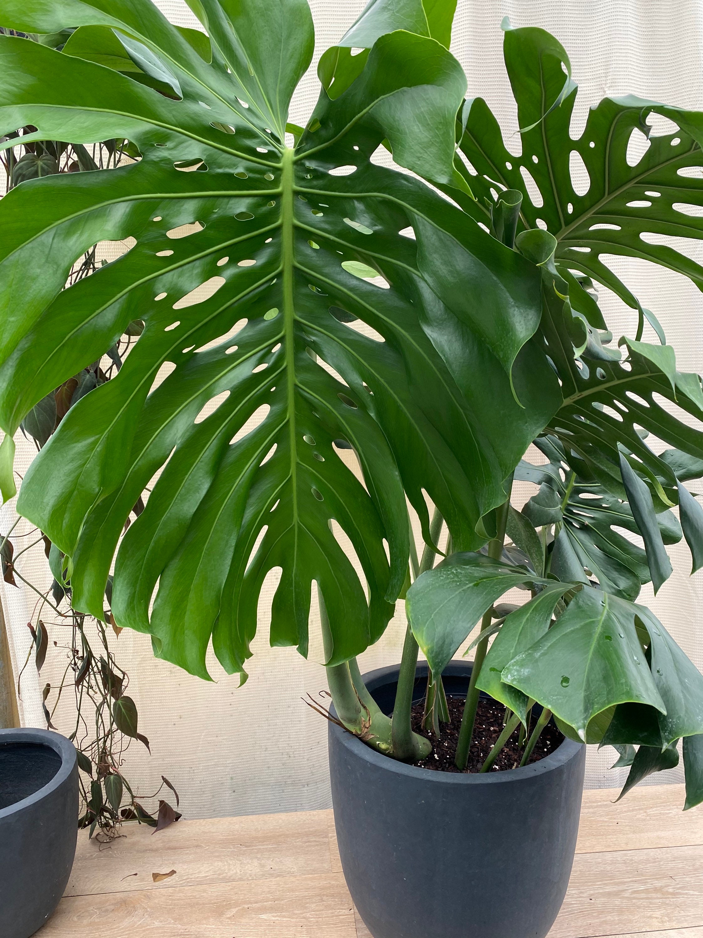 Large Monstera Deliciosa, Swiss Cheese Live Tropical Plant. - Etsy