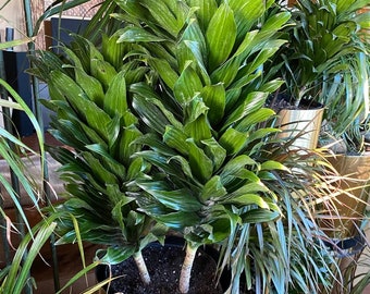 Dracaena Janet Craig Compacta Tree Form