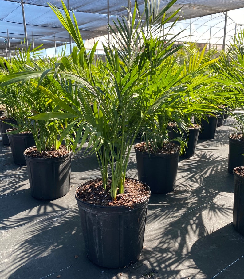 Palm Cat Palm in 2gal Grower Pot Chamaedorea cataractarum image 0