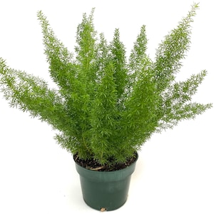 Foxtail Fern, Asparagus Fern