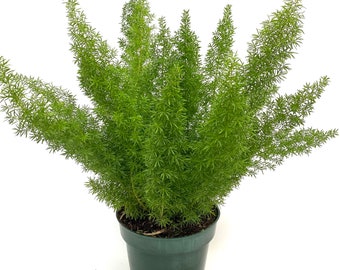 Foxtail Fern, Asparagus Fern