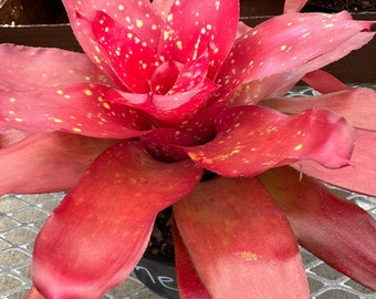 Bromeliad, Neoregelia Treasure Chest