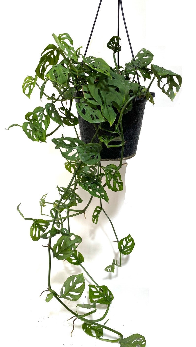 15+ Monstera Vine Plant