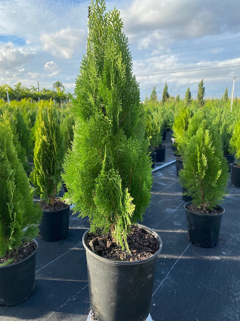 Blue Cone Arborvitae Thuja Orientalis Cypress image 3