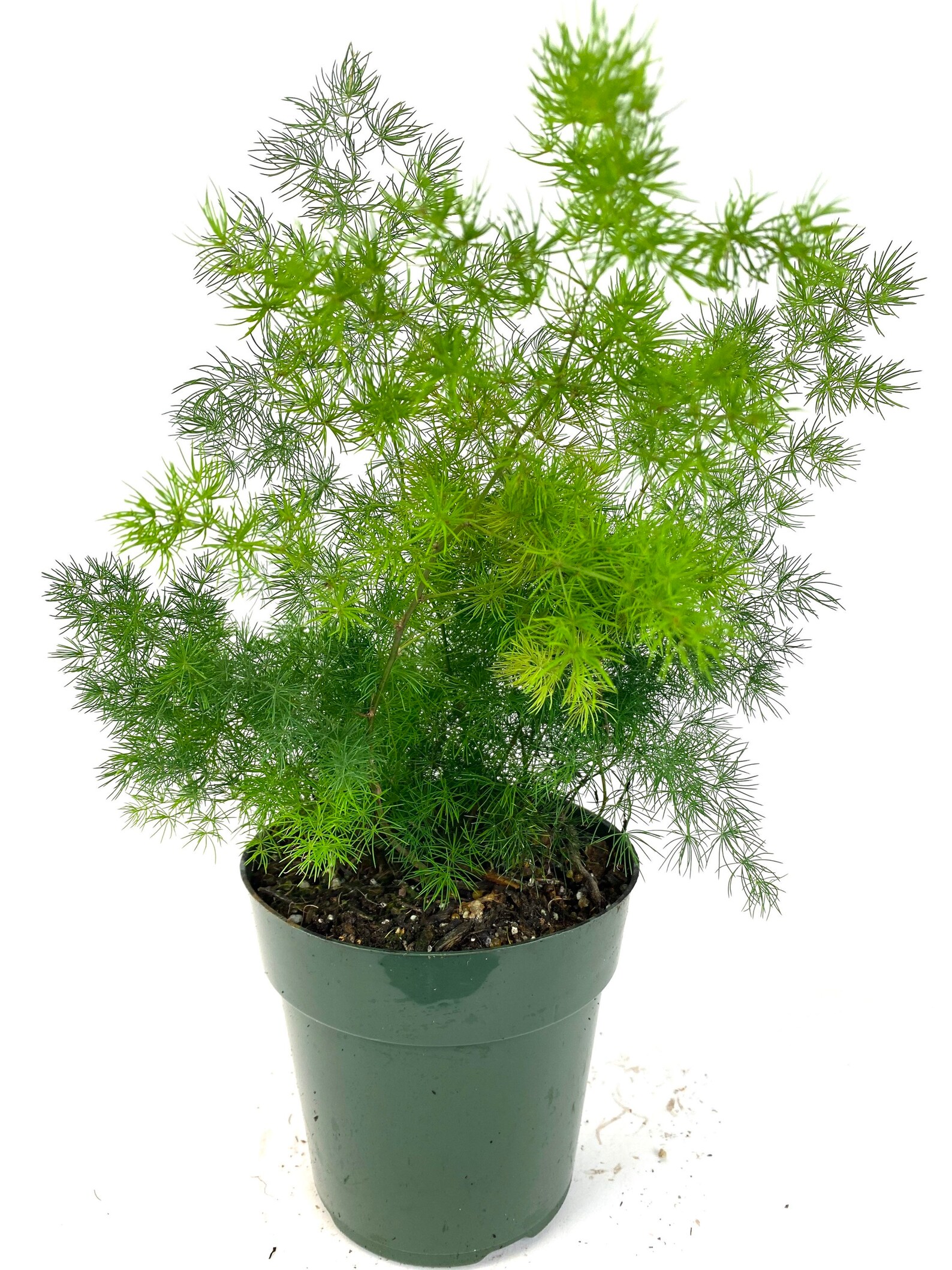 Fern Asparagus Ming Fern 6in Pot 1722 Overall Height Live