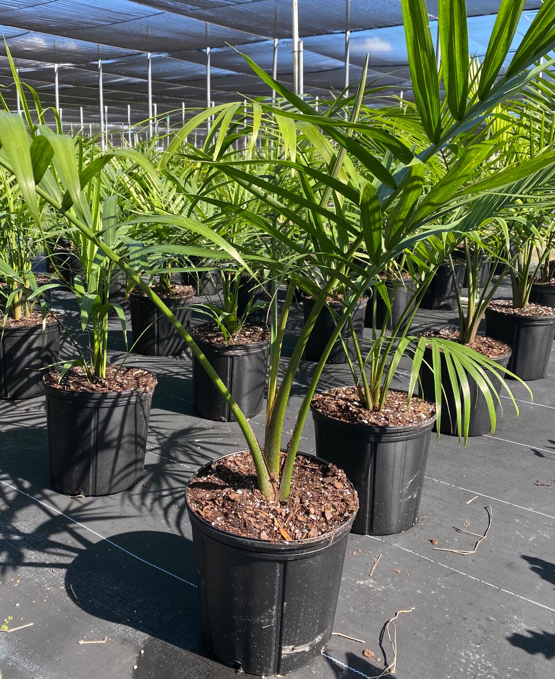 Palm Majesty Palm 2gal Pot 3236in Overall Height Ravenea Etsy