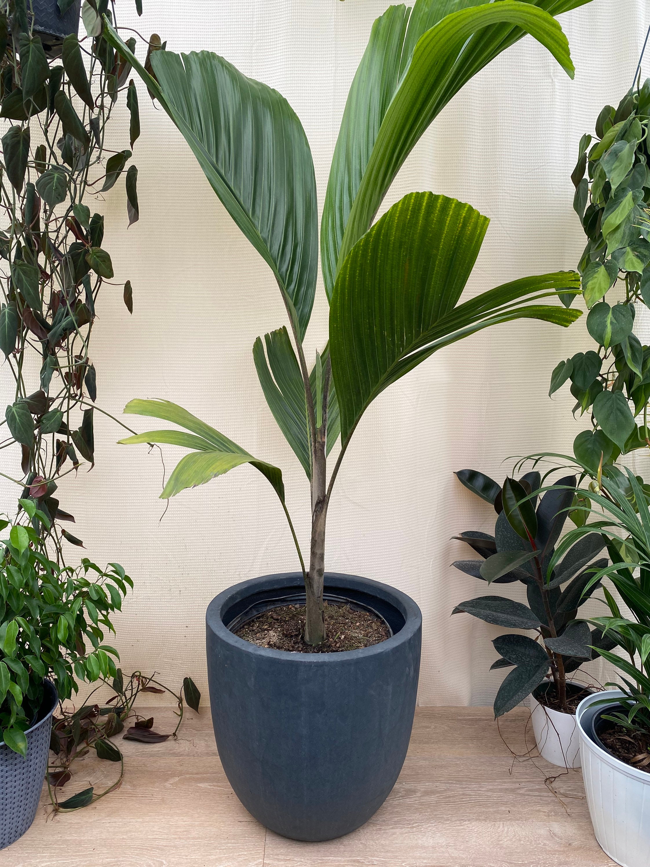 Latanier Obi Island Thief Palm Tree, Rare and Exotic