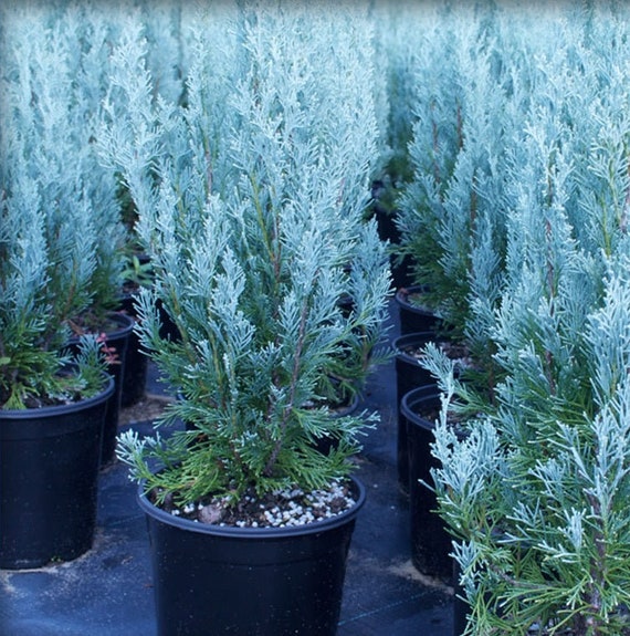 Morgan Juniper Moonglow Juniper Juniperus Scopulorum | Landscape Plants | Oregon