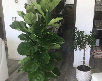 Ficus Lyrata Tree Form Double, Fiddle Leaf Fig Tree