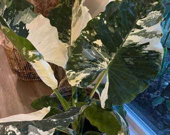 Alocasia Macrorrhiza Variegata, Collectors Rare And Exotic.