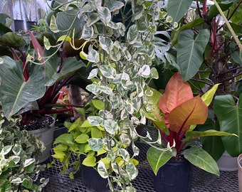 Pothos N'Joy, Pearls and Jade in Hanging Basket, Devil’s Ivy Variegated