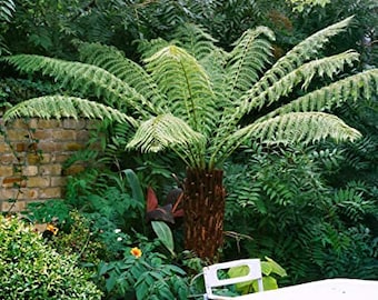 Australian Tree Fern