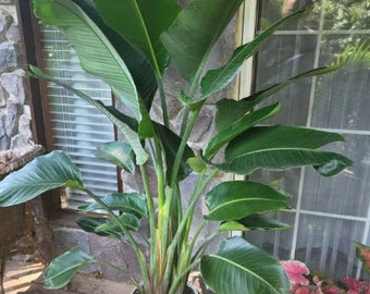 White Bird of Paradise Tree, Strelitzia Nicolai