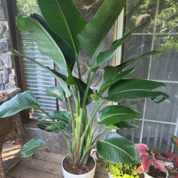 White Bird of Paradise Tree, Strelitzia Nicolai