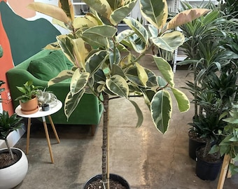 Ficus Tineke Tree Form Single, Variegated Elastica Rubber Tree Decora