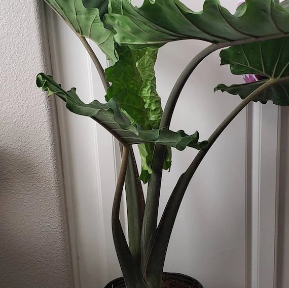 Alocasia Portora, Elephant Ears, Live Tropical Plant - Etsy 日本