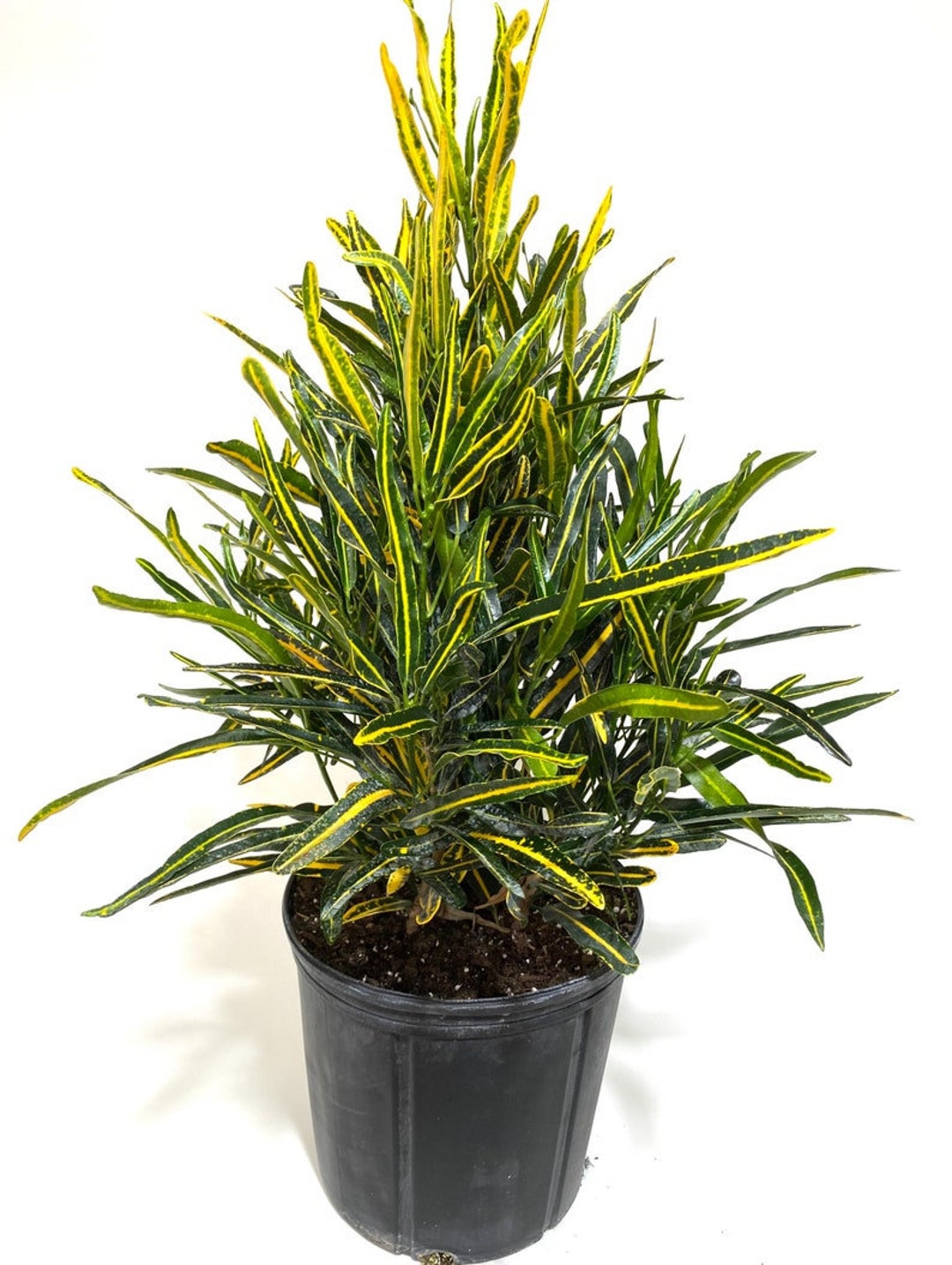 Croton Banana Yellow, Live Tropical Plant Indoor or Outdoor Etsy