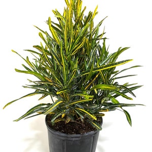 Croton Banana Yellow, Live Tropical Plant indoor or Outdoor