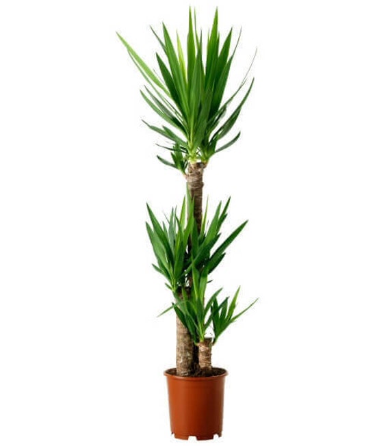 Dracaena Yucca Cane 3 Stem 2gal Pot 4Feet Overall Height