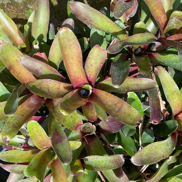 Bromeliad, Neoregelia Super Nova