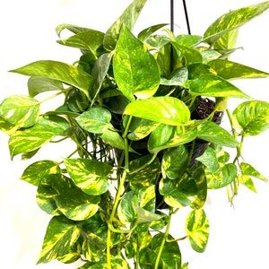 Golden Pothos in Hanging Basket, Epipremnum Aureum image 2