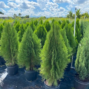 Blue Cone Arborvitae Thuja Orientalis Cypress image 6