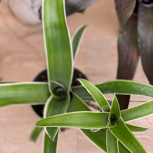 Aechmea Orlandiana 'reverse Ensign' - Etsy