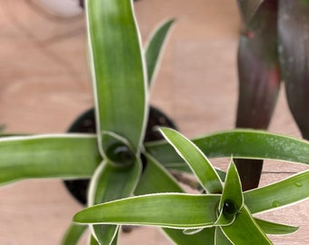 Bromeliad, Aechmea