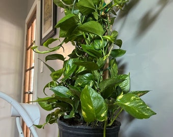 Golden Pothos in Trellis, Epipremnum Aureum