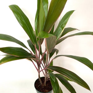 Cordyline Fruticosa Pink Diamond, Good Luck Plant image 7