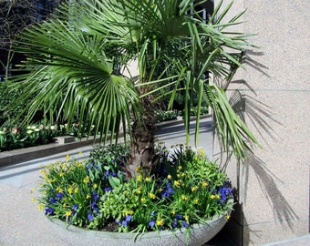 Windmill Palm Tree, Cold Hardy Fortunei Palm