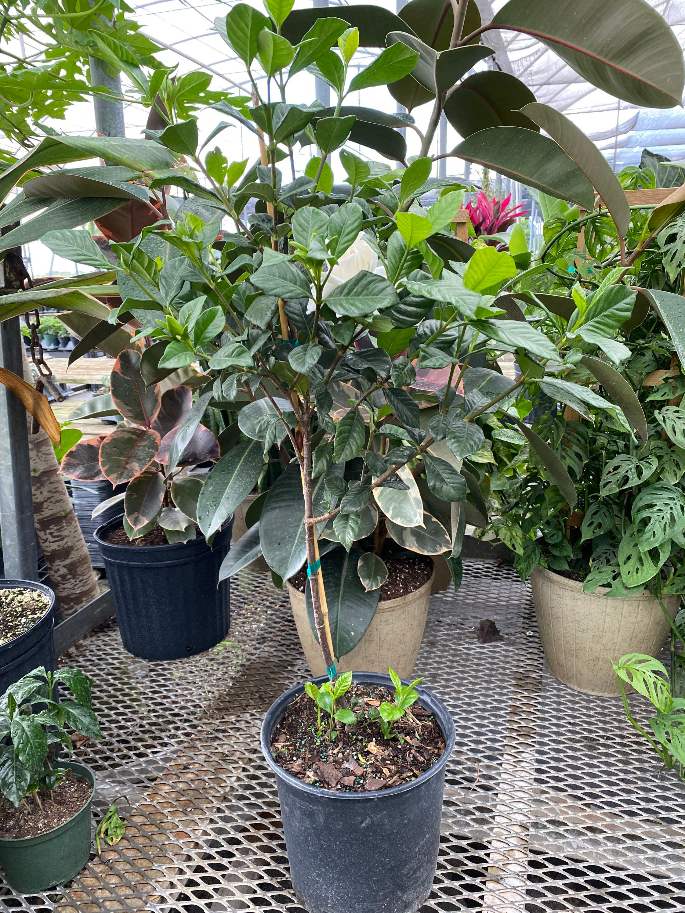 Gardenia Miami Supreme en forma de árbol - Etsy España