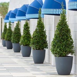 Topiary Eugenia Cone