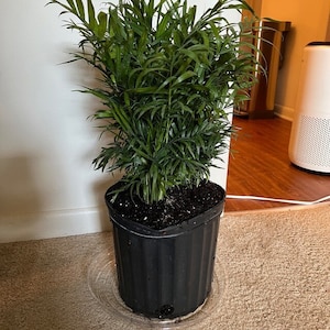 Parlor Neanthe Bella Palm, Live Plant Indoor Air Purifier image 10