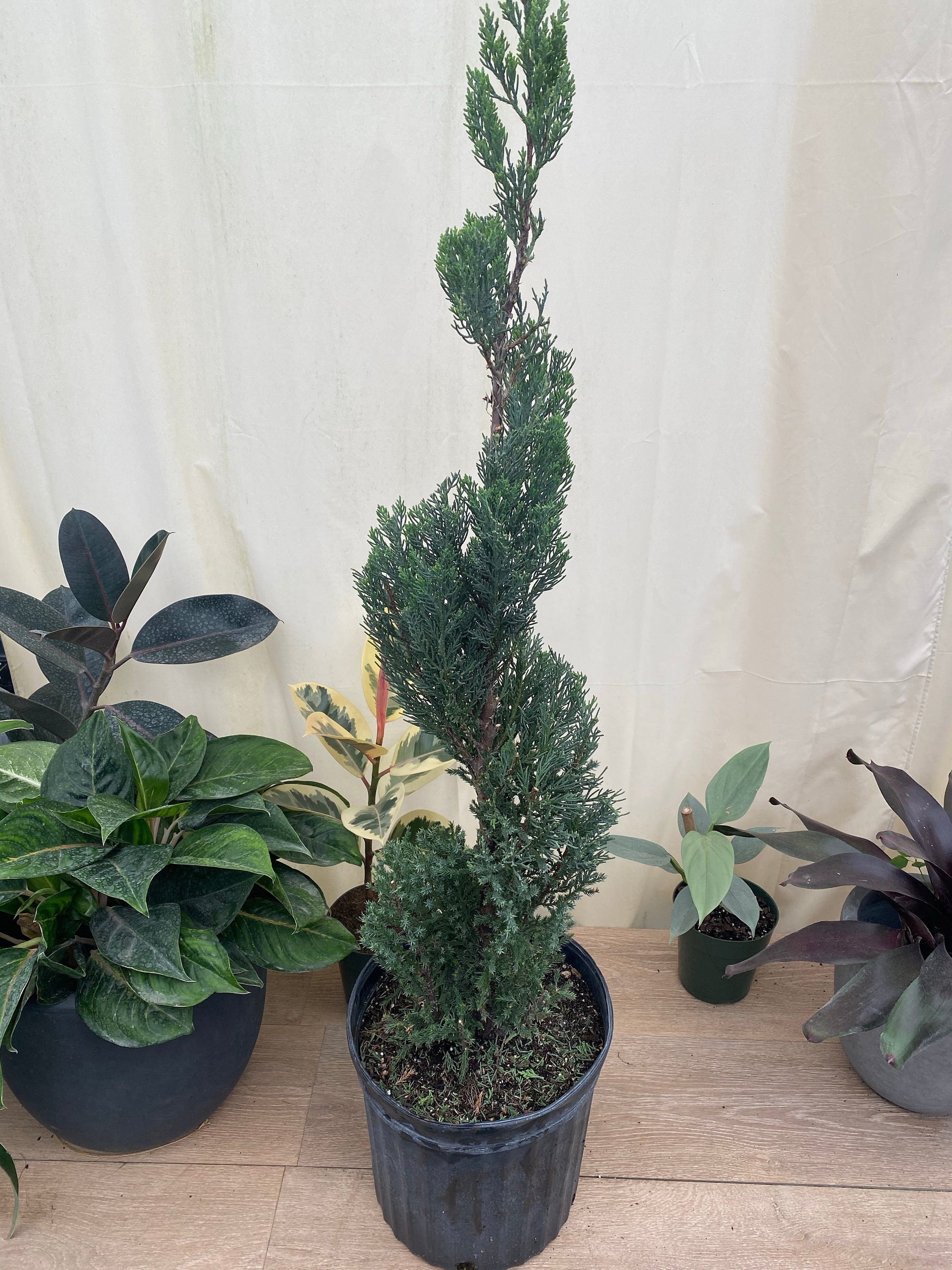 Blue Point Juniper Spiral