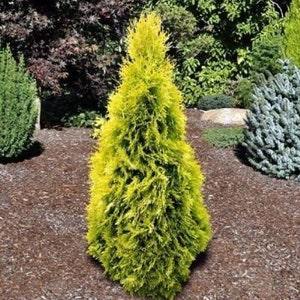 Yellow Ribbon Arborvitae, Thuja occidentalis Cypress image 1