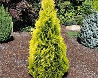 Yellow Ribbon Arborvitae, Thuja occidentalis Cypress