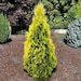 see more listings in the Tree Form Plants section