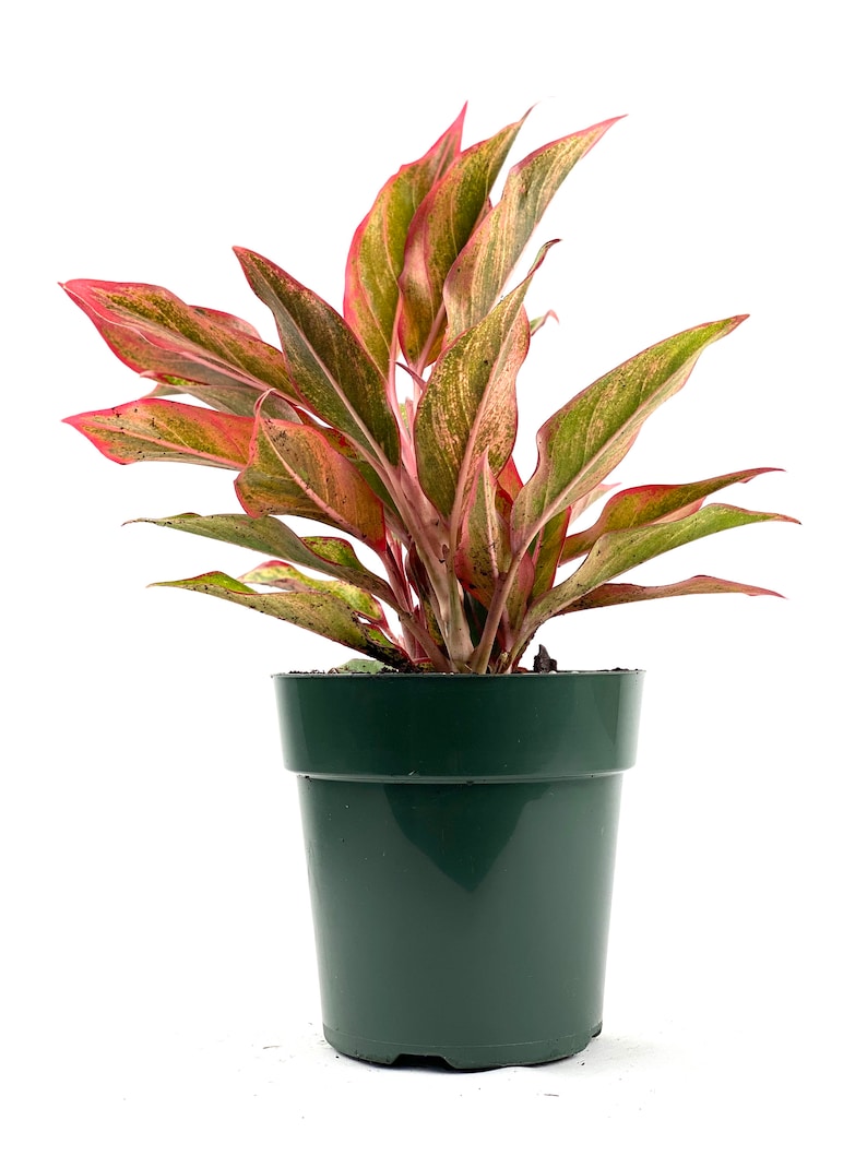 Aglaonema Siam Red Aurora 5 Grower Pot Live Plant Indoor ...