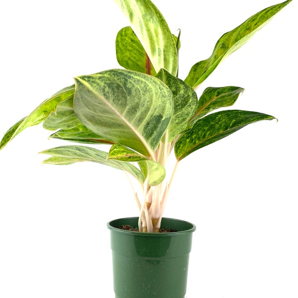 Aglaonema Green Papaya, Chinese Evergreen