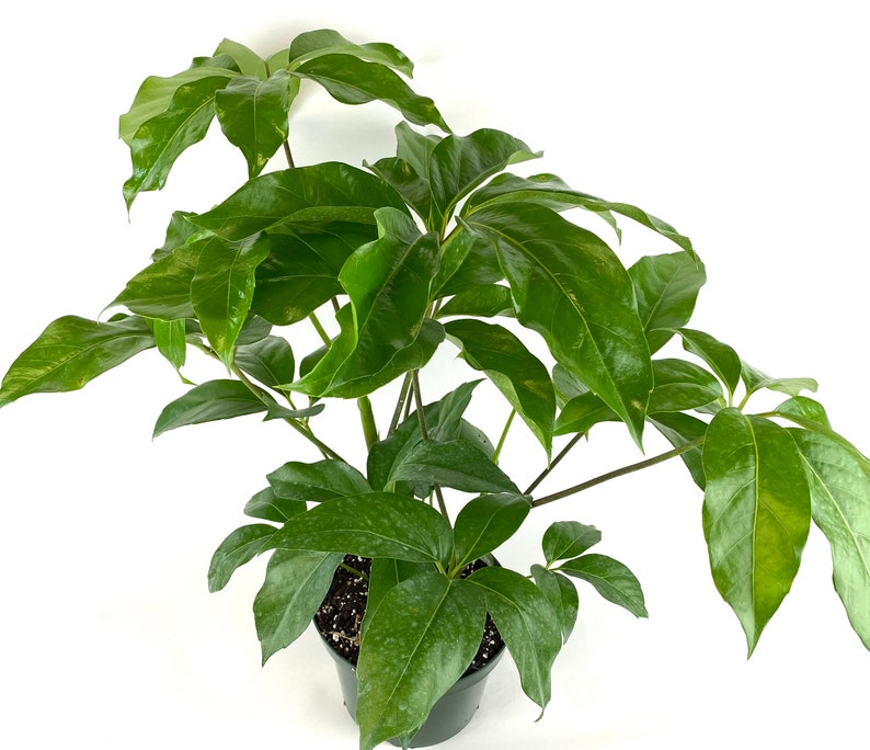 Schefflera Amate Umbrella Plant 6 Grower Pot Live Plant Etsy