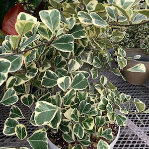 Ficus Triangularis Variegata, Bush Form Live Tropical Plant, Available from 2 to 6ft High image 6