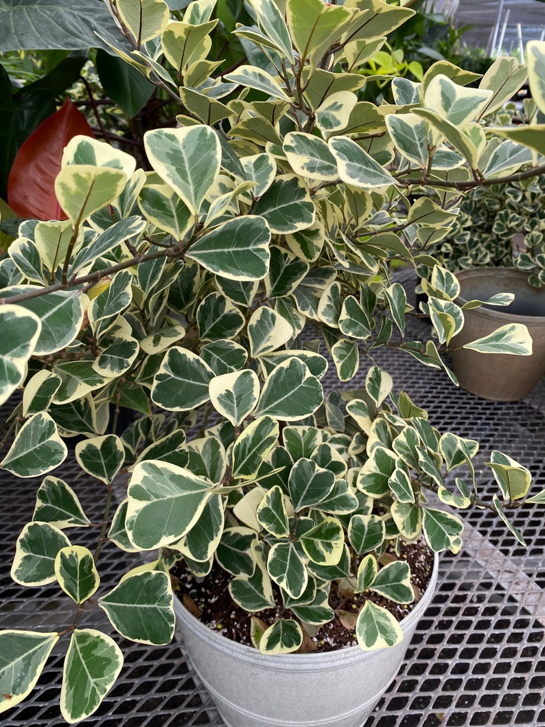Ficus Triangularis Variegata, Bush Form Live Tropical Plant, Available from 2 to 6ft High image 6