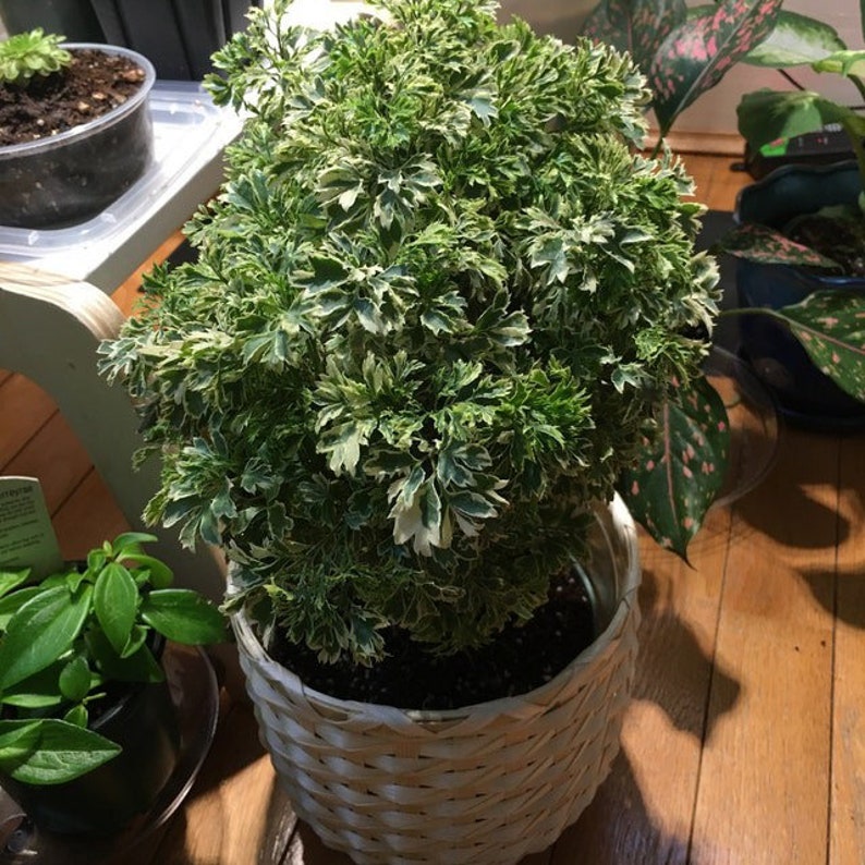 Aralia Ming Gold Bonsai Tree Aralia Parsley Live Plant Etsy