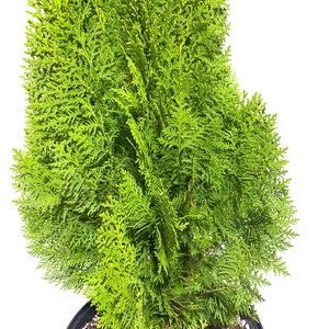 Yellow Ribbon Arborvitae, Thuja occidentalis Cypress image 3