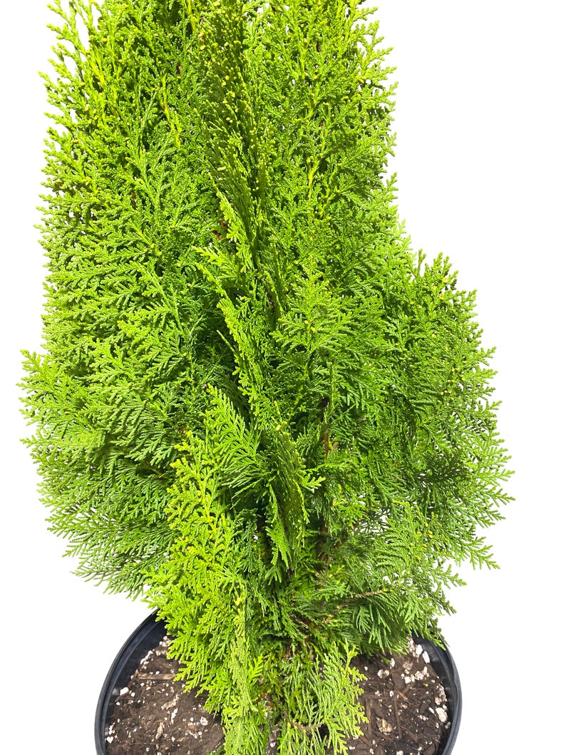 Yellow Ribbon Arborvitae, Thuja occidentalis Cypress image 3