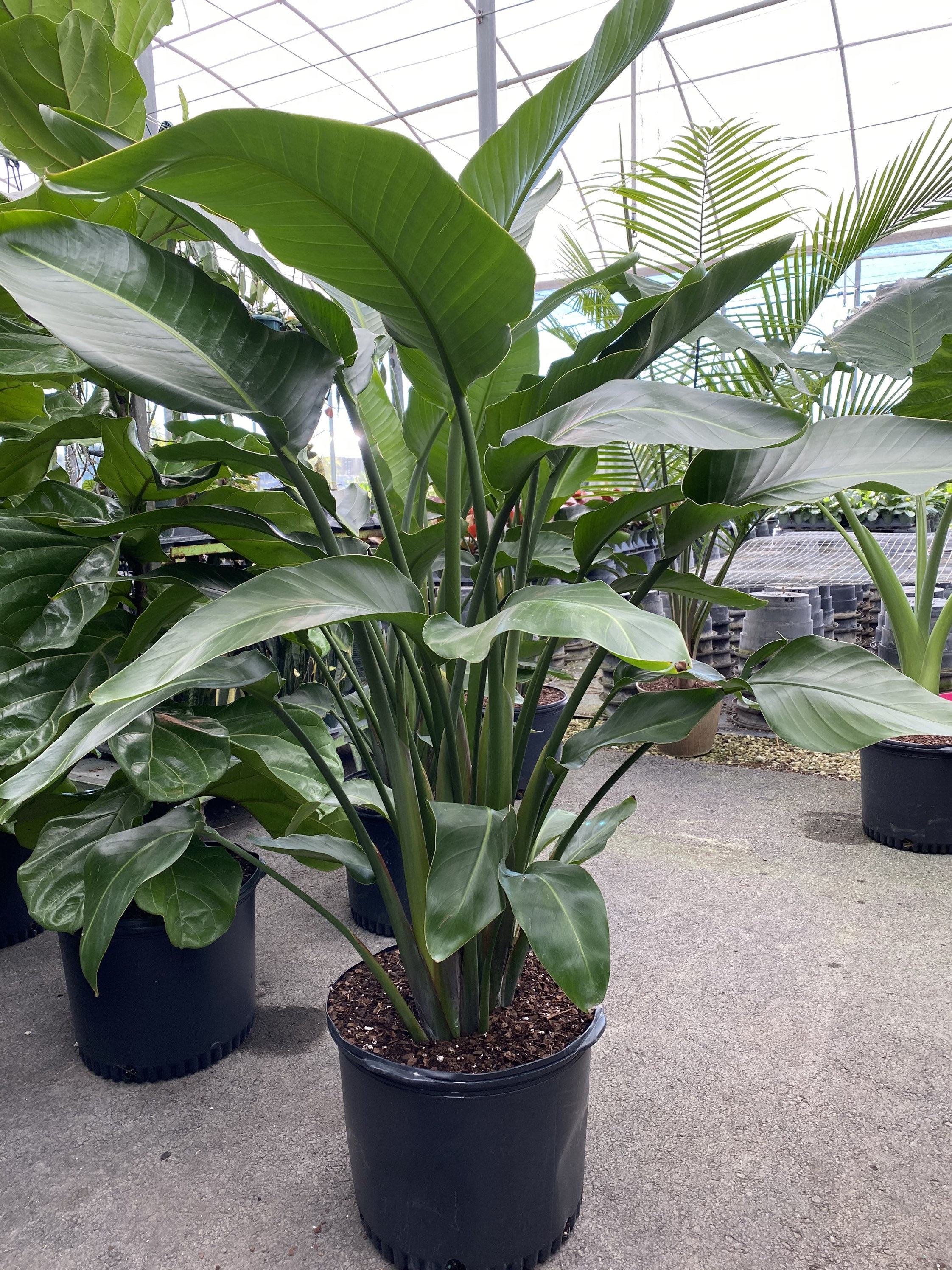 Bird Of Paradise Light Requirements Complete Guide Plants Craze