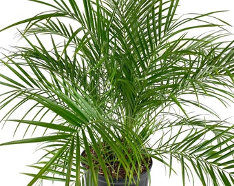 5 seeds Phoenix dactylifera 2 free..Sexual.Rare Date Palm Seeds.Bonsai Seeds 5 seeds Phoenix dactylifera 2 free..Sexual.Rare Date Palm Seeds.Bonsai Seeds